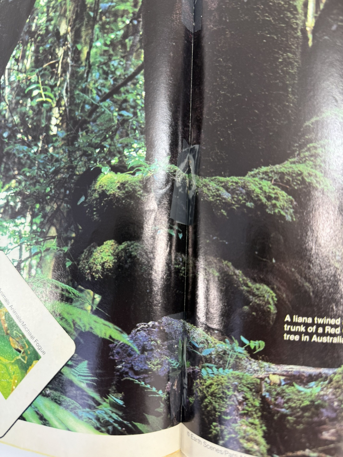 Thundercats Magazine #1  Winter 1987 - With Poster - Lorimar-Telepicture Inc.