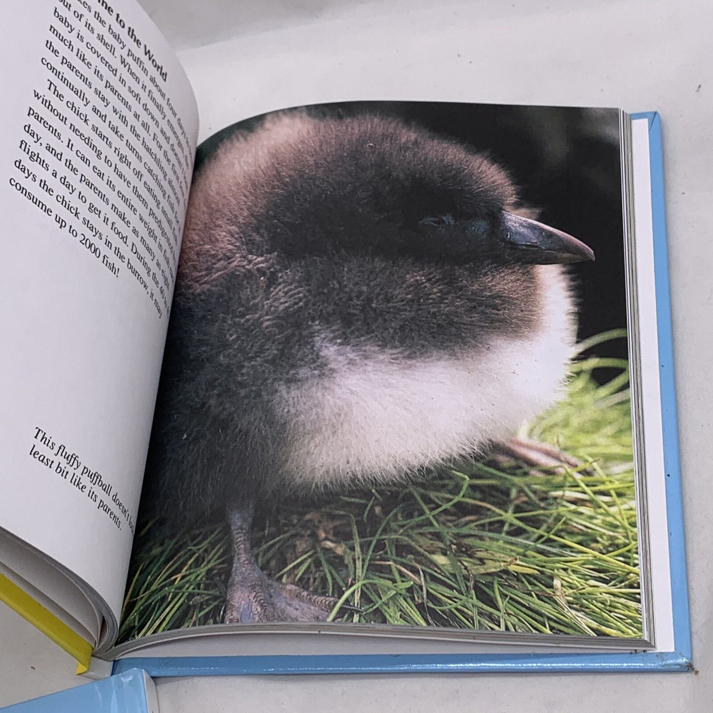Getting to Know... Nature's Children (Hardcover bundle) Gorillas Puffins Gulls